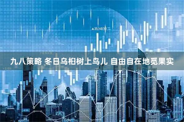 九八策略 冬日乌桕树上鸟儿 自由自在地觅果实
